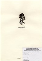 藏品(喇叭藻)的圖片